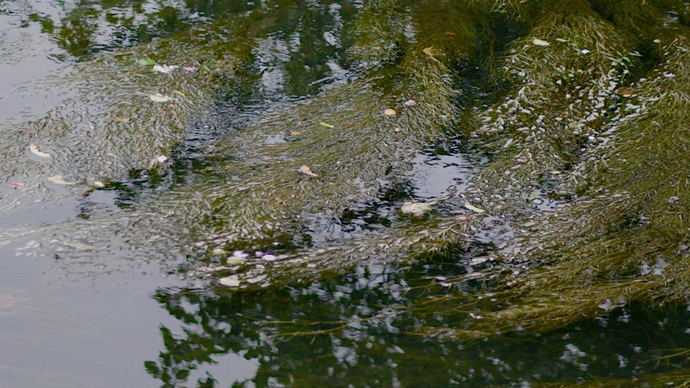 ‘Conversations with the Irk’: A Sound and Creative Writing Workshop