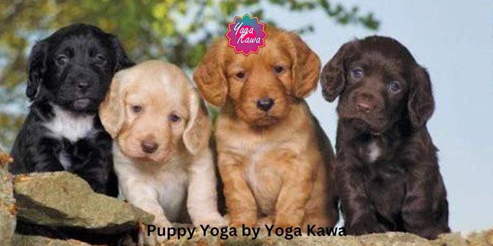 Puppy Yoga by Yoga Kawa Toronto with Cocker Spaniel