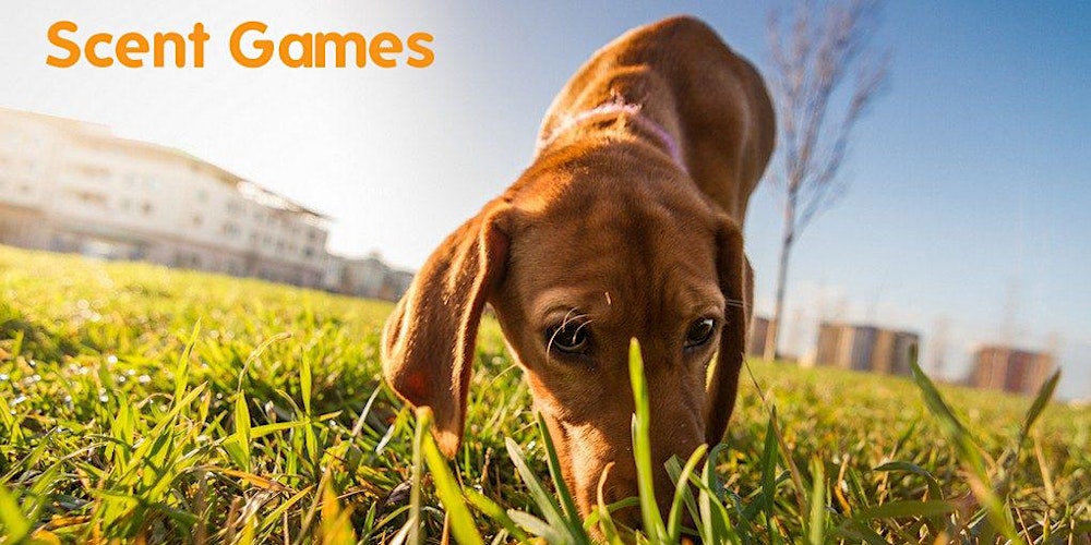 Two Week Scent Workshop @ NSPCA Dublin