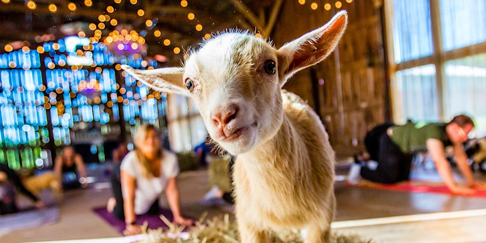 Spring Baby Goat Yoga in Arlington