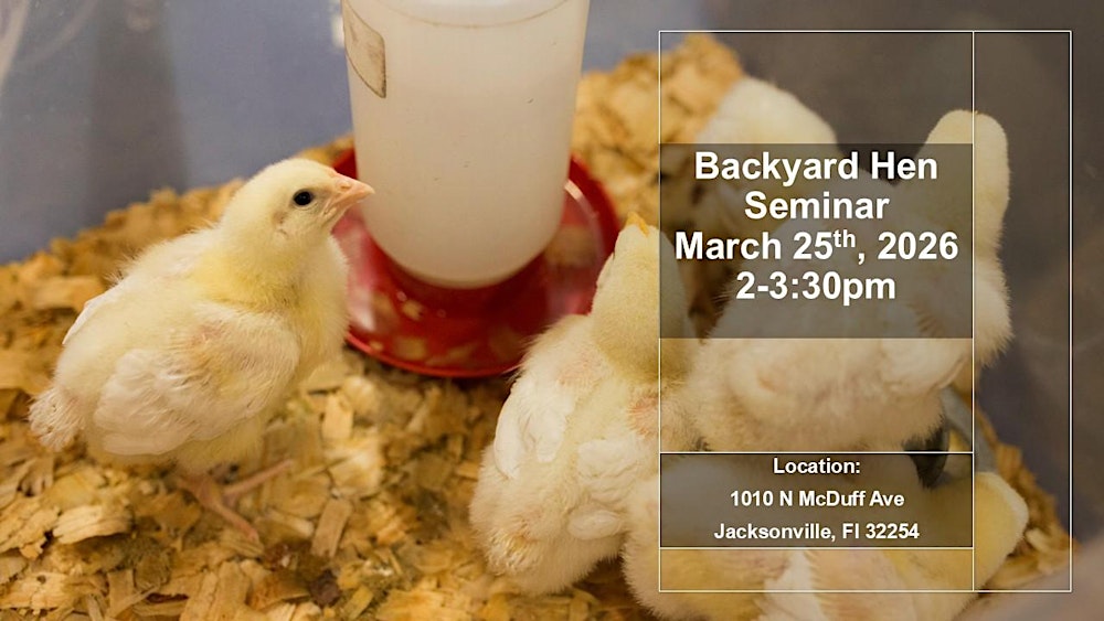 March Backyard Hen Training