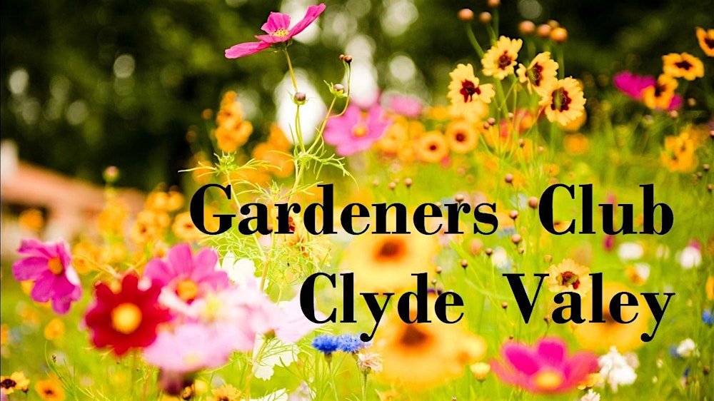 Gardeners Club "Clyde Valley" (for April)