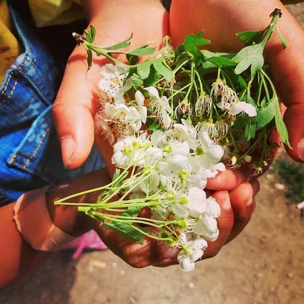 Wild Medicines of May