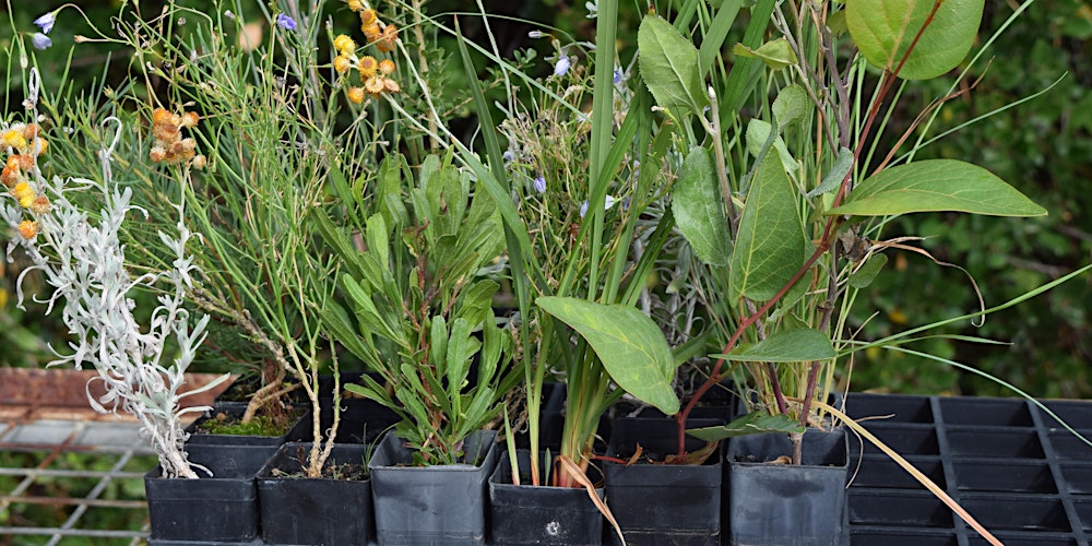 Propagating local native plants