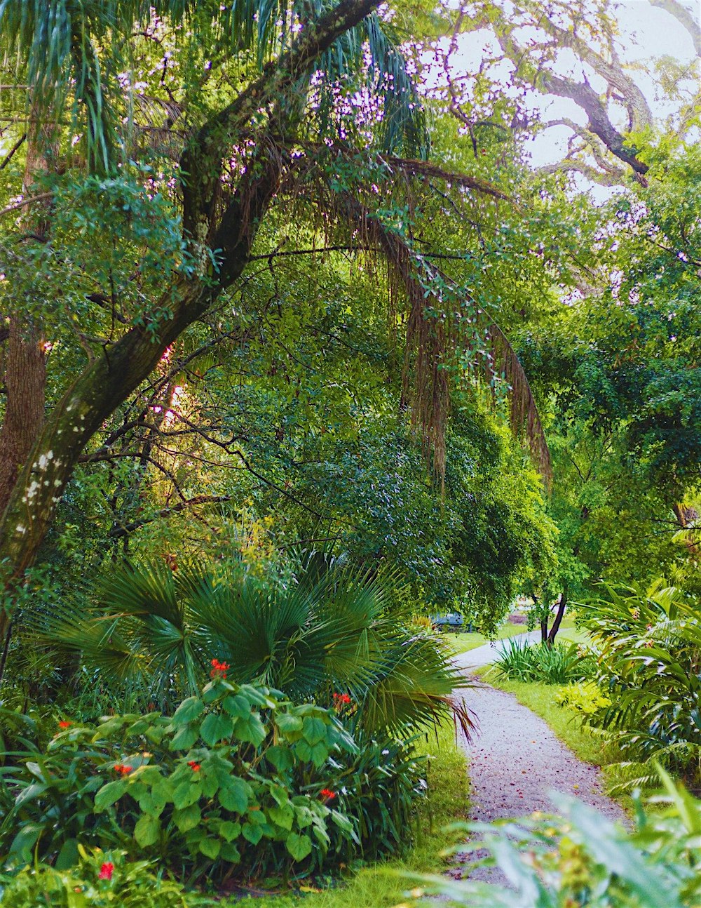 Florida Plant Walk & Tea Experience