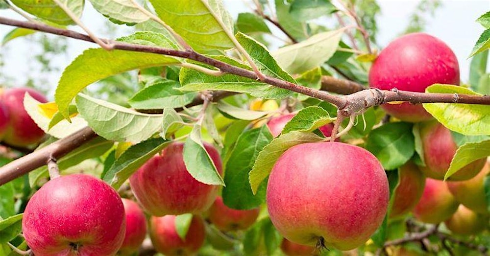 Summer Fruit Tree Pruning - Woodcroft Library & Neighbourhood Centre
