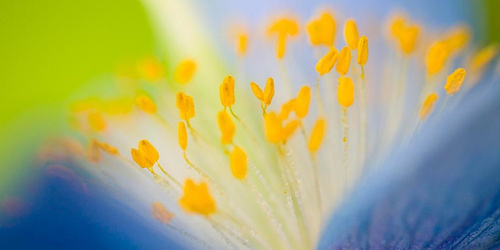 Makrofotografie im Botanischen Garten München – Die Schönheit im Detail