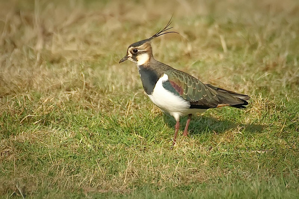The wild and varied Dams to Darnley Country Park. Live talk