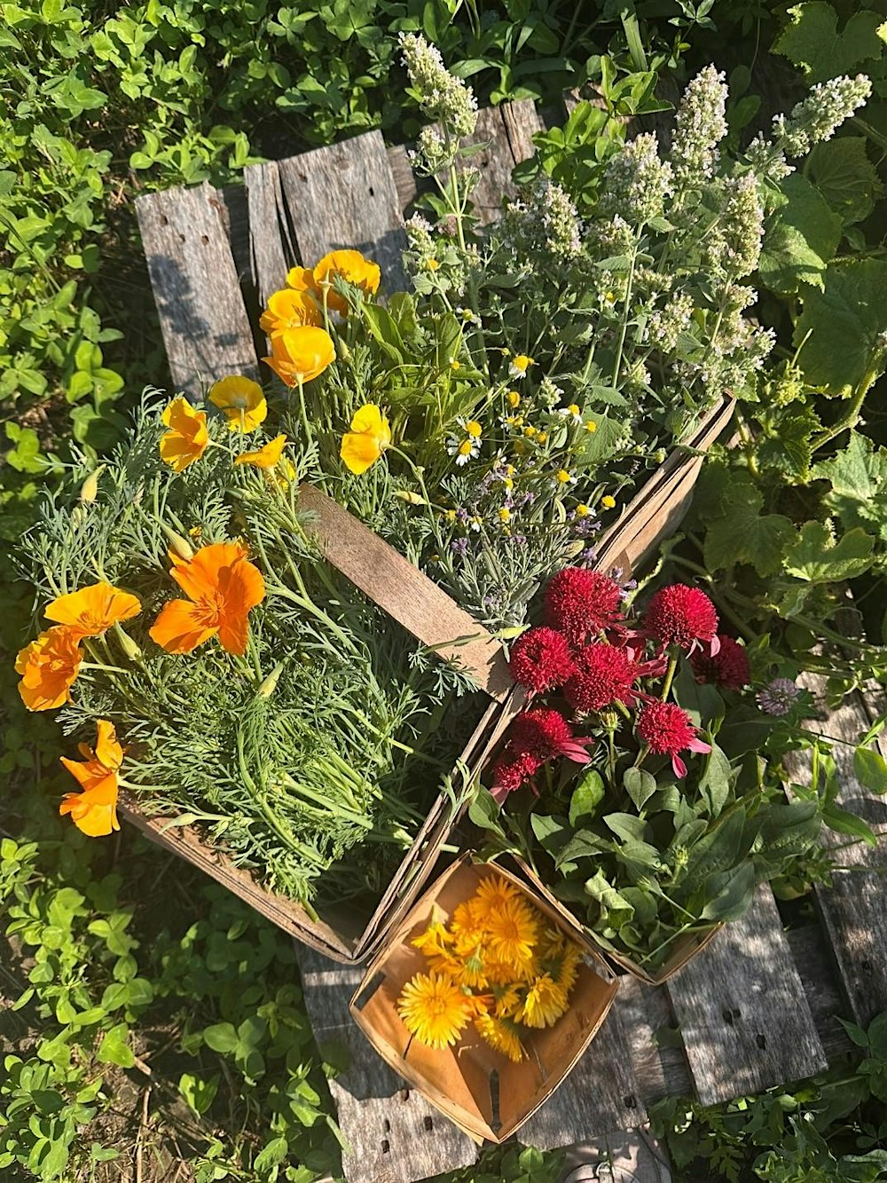 Herbal Harvest: Harvesting and Drying Herbs