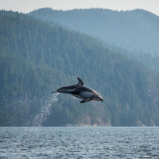 Oceanside Productions