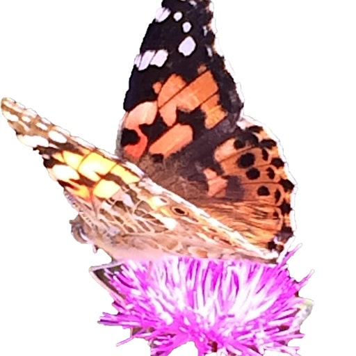 Sarah Henry Safeguarding Consultancy LTD