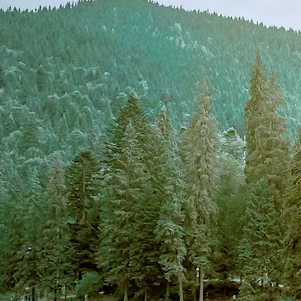 Creative Roots in Nature