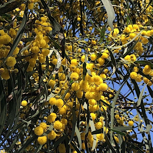 Green Events, Canterbury-Bankstown Council