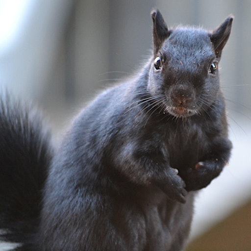 The Black Squirrel Bookstore